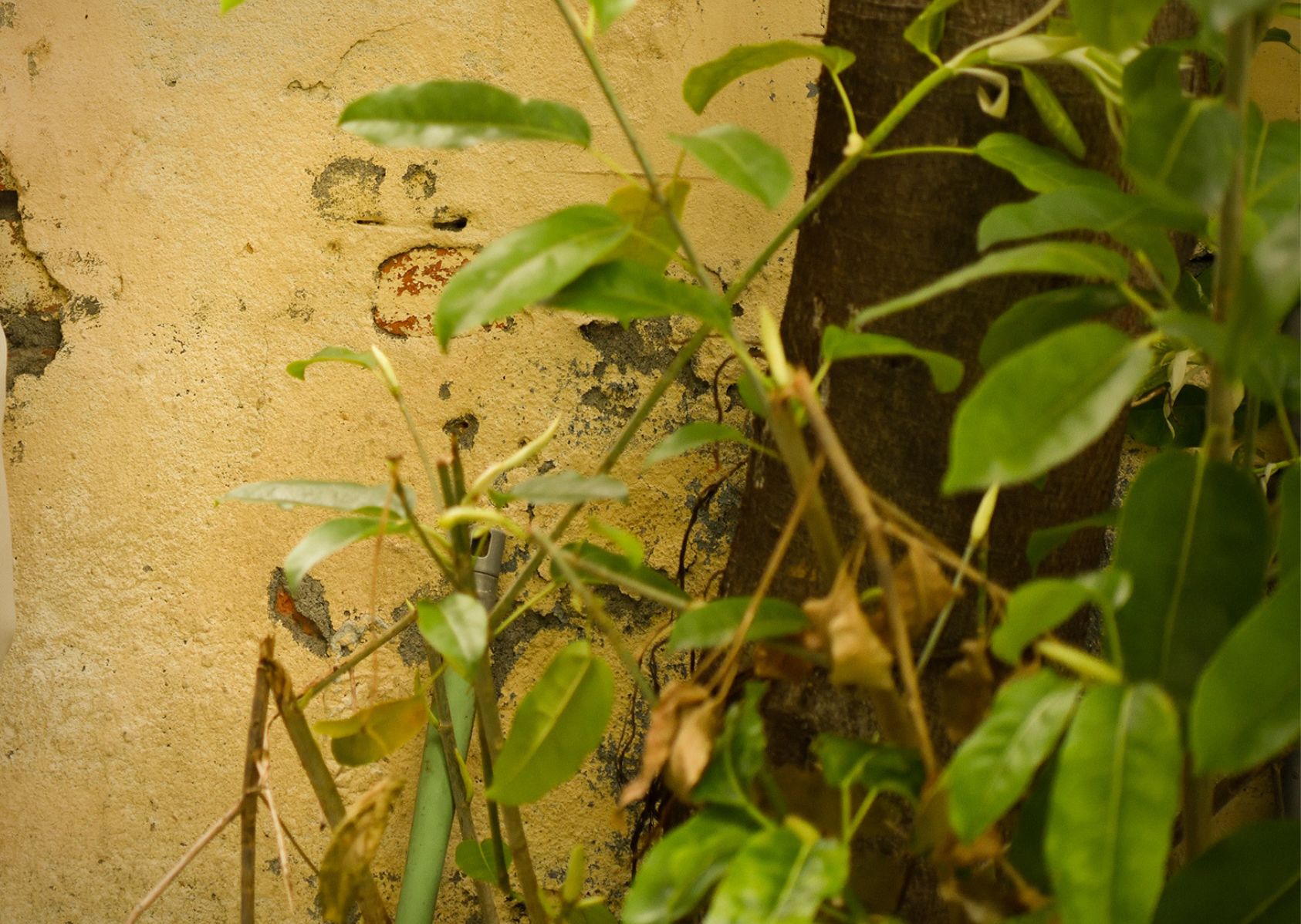 《孽子》│演出取消公告(2020/3/26)